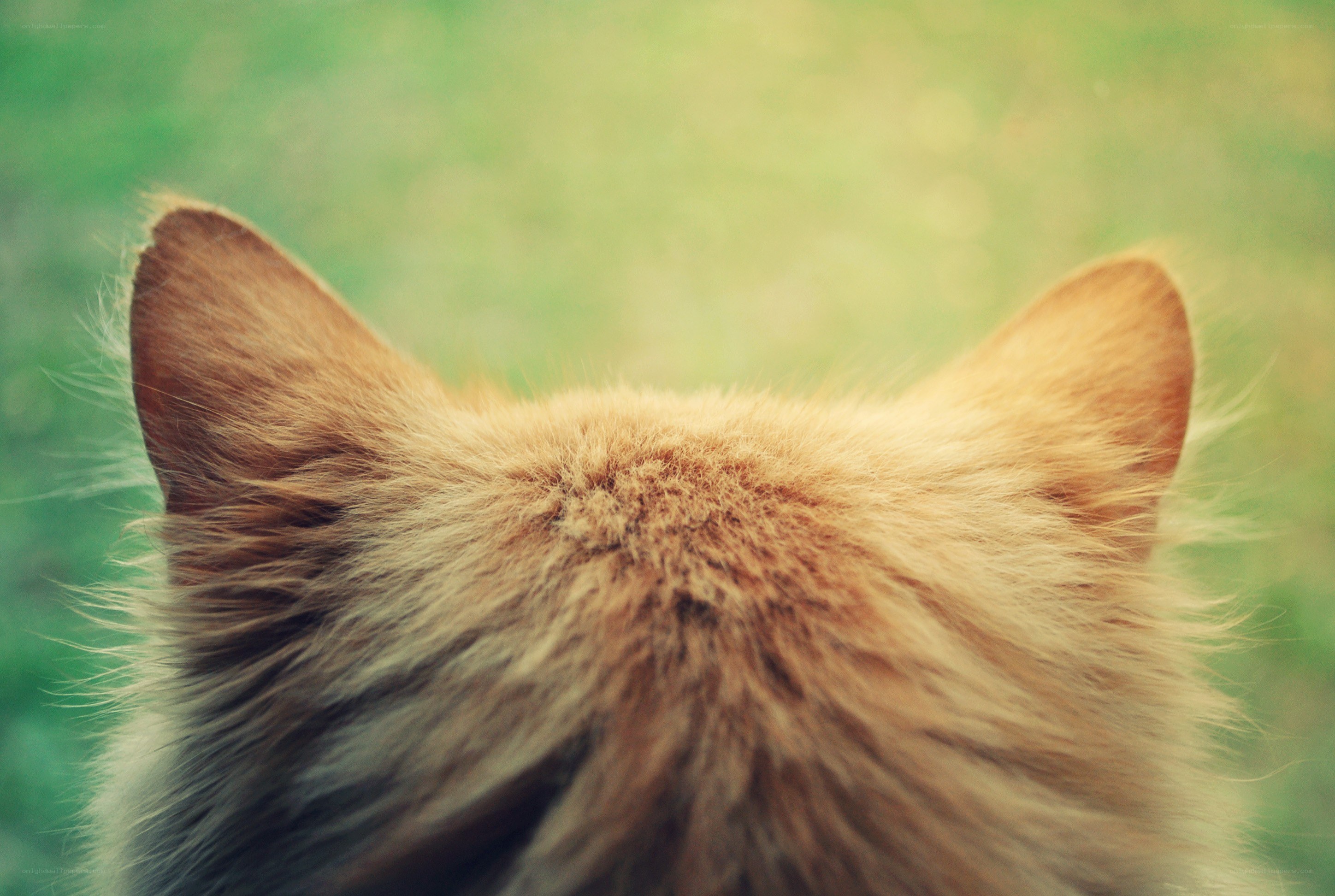 back of a cat's head