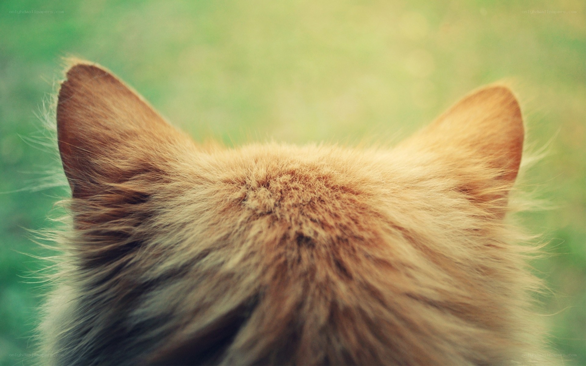 back of a cat's head