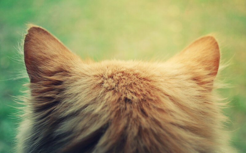 Back of Ginger Cat's Head