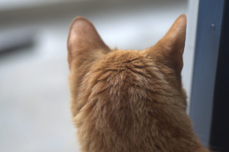 Back of Ginger Cat