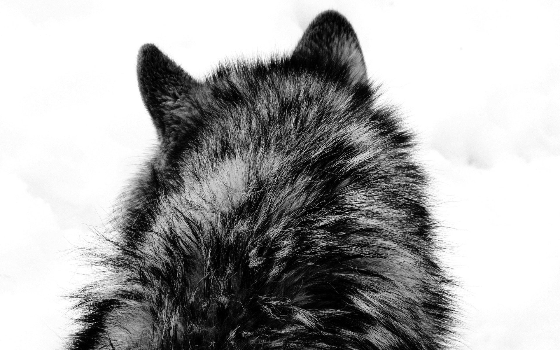 back of wolf in snow