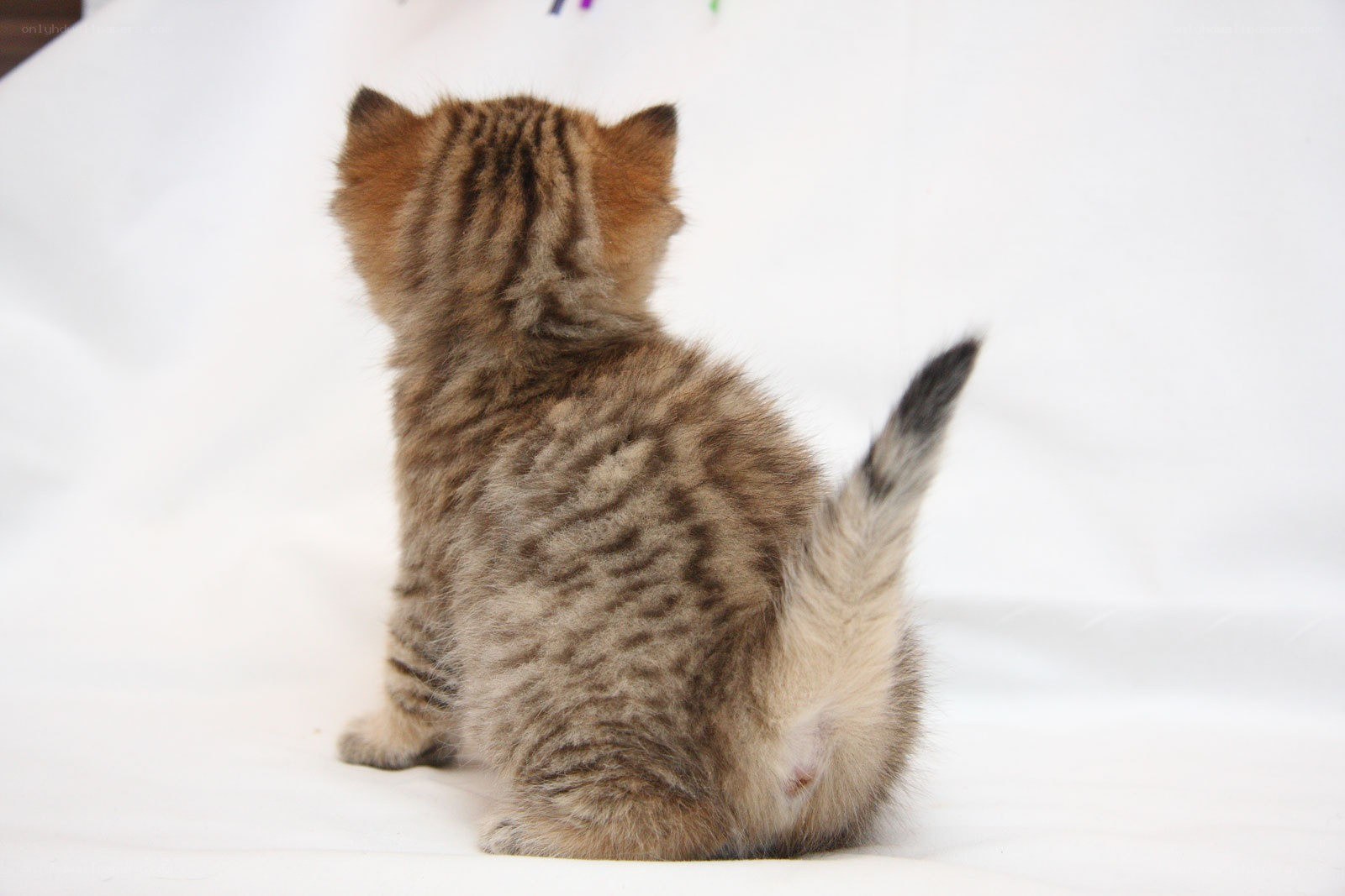 back view of a tabby kitten