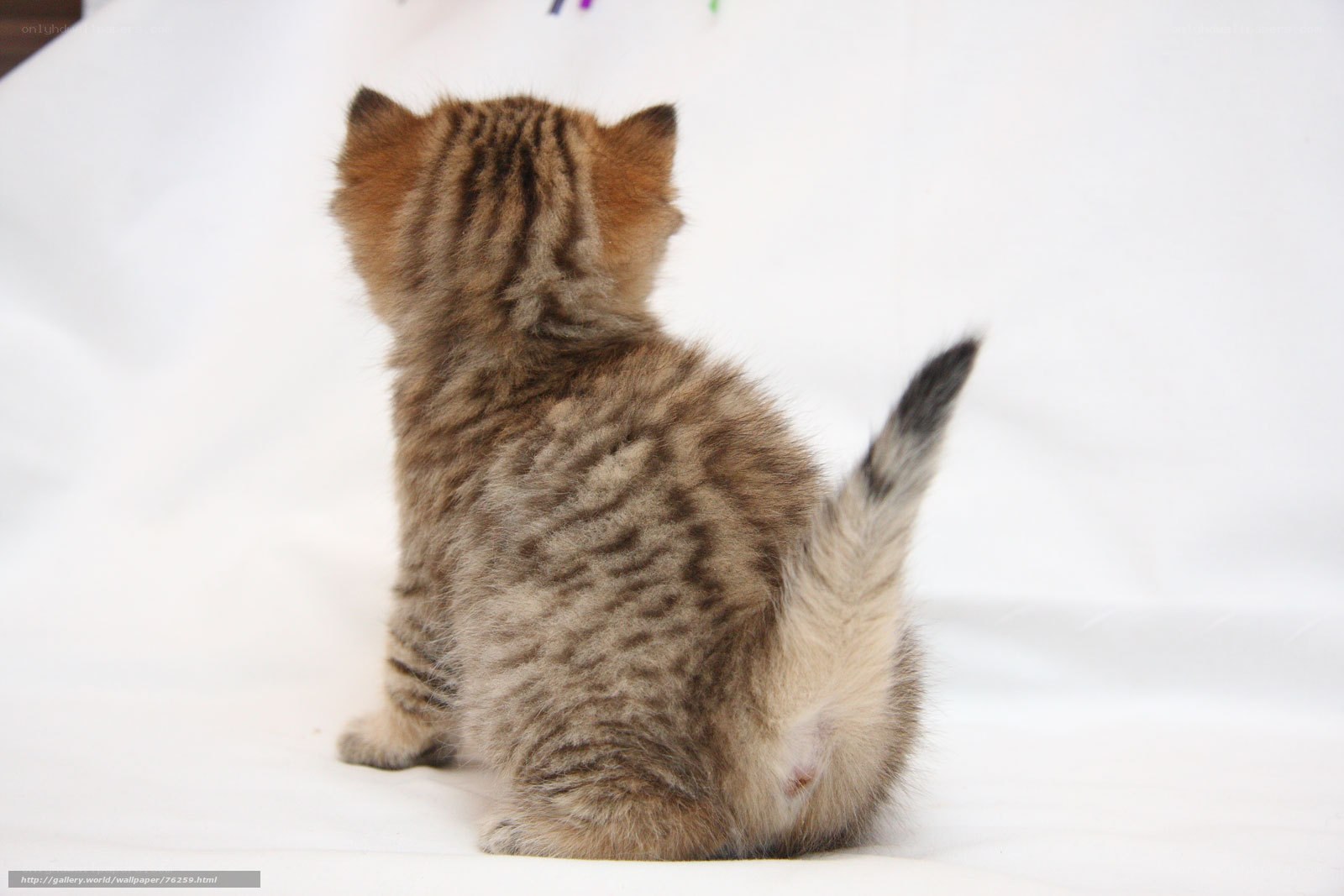back view of a tabby kitten