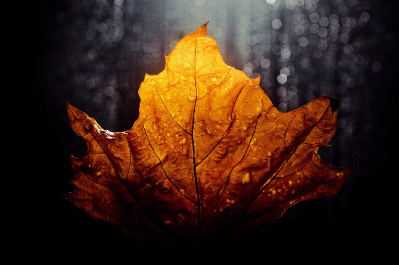 Backlit autumn leaf