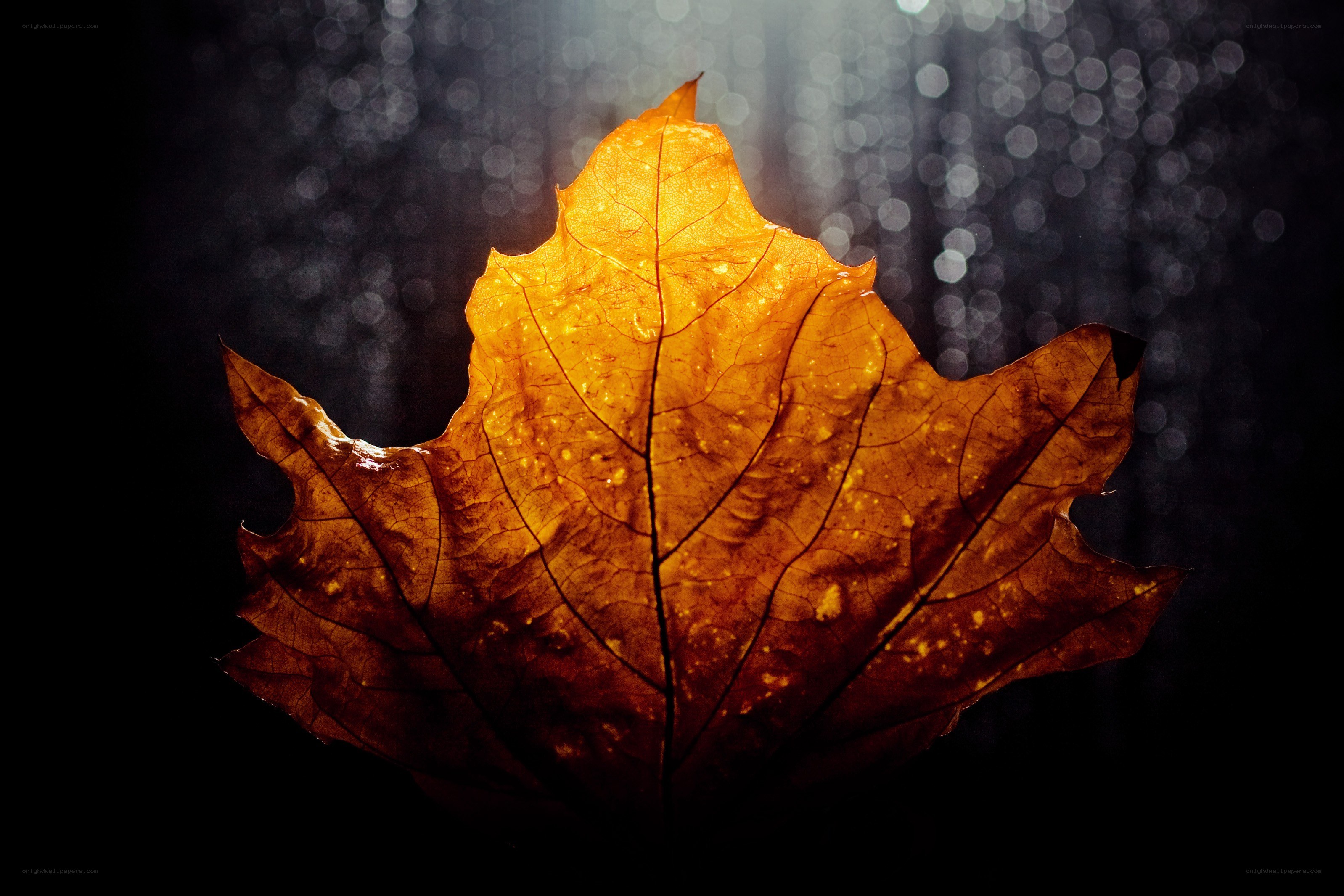 Backlit autumn leaf