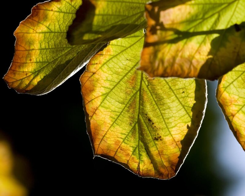 backlit autumn leaves