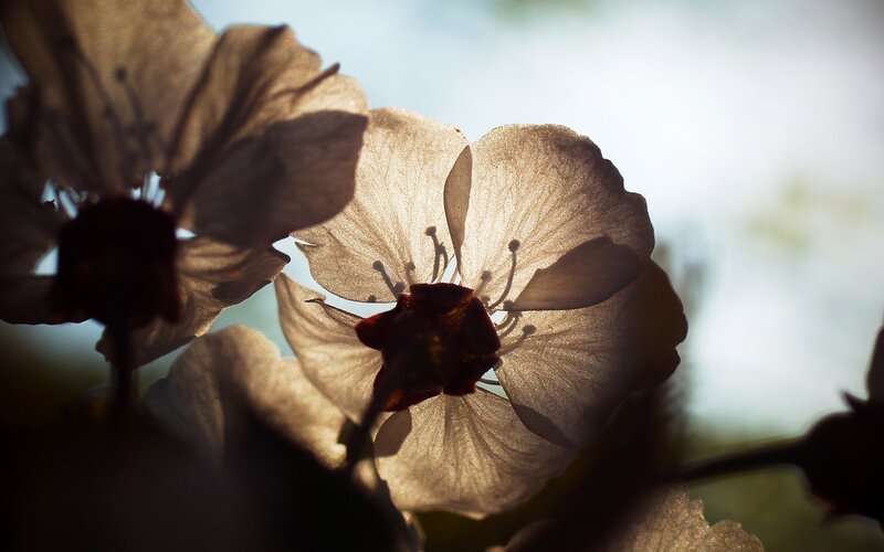 backlit cherry blossoms