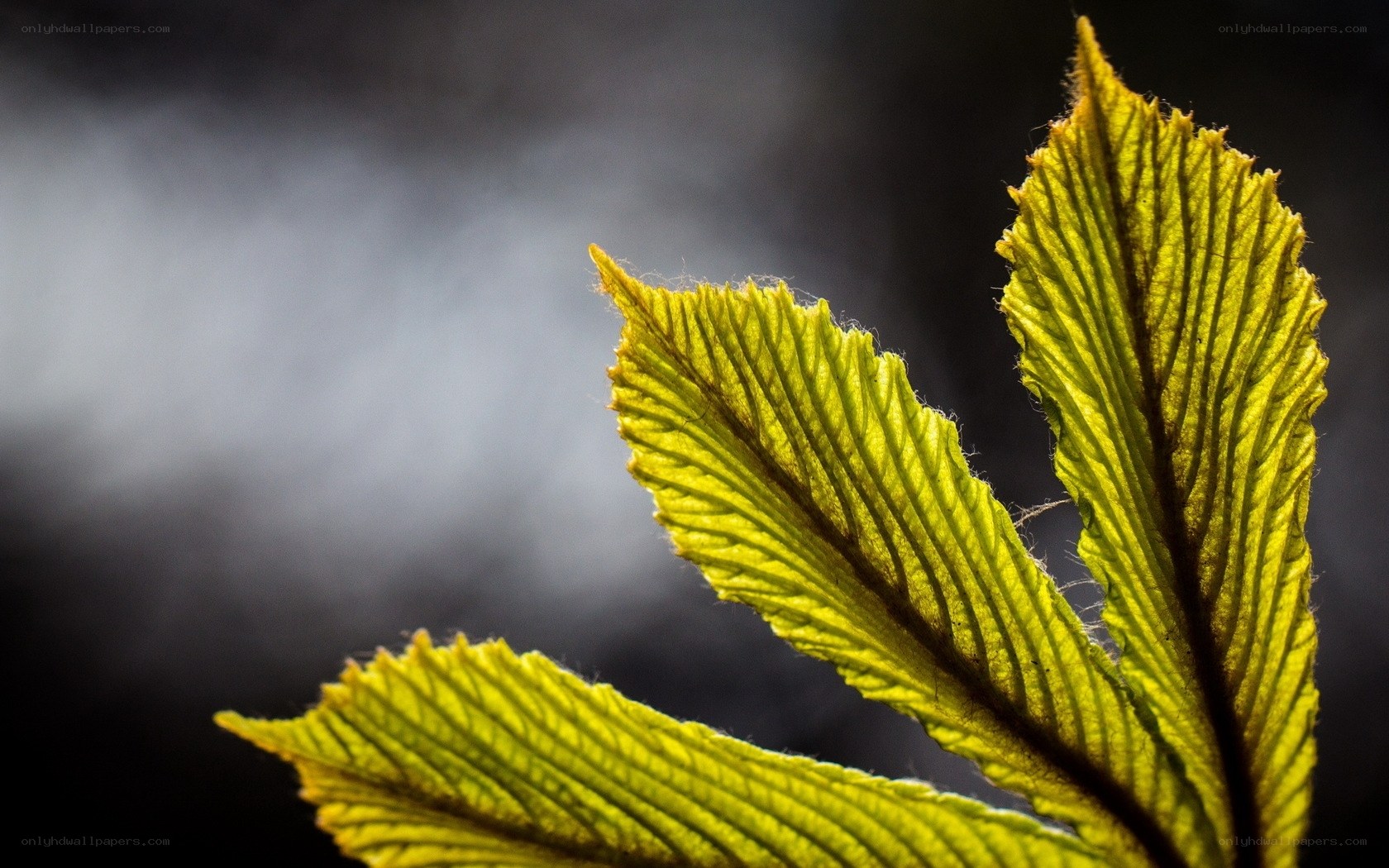Backlit green leaves