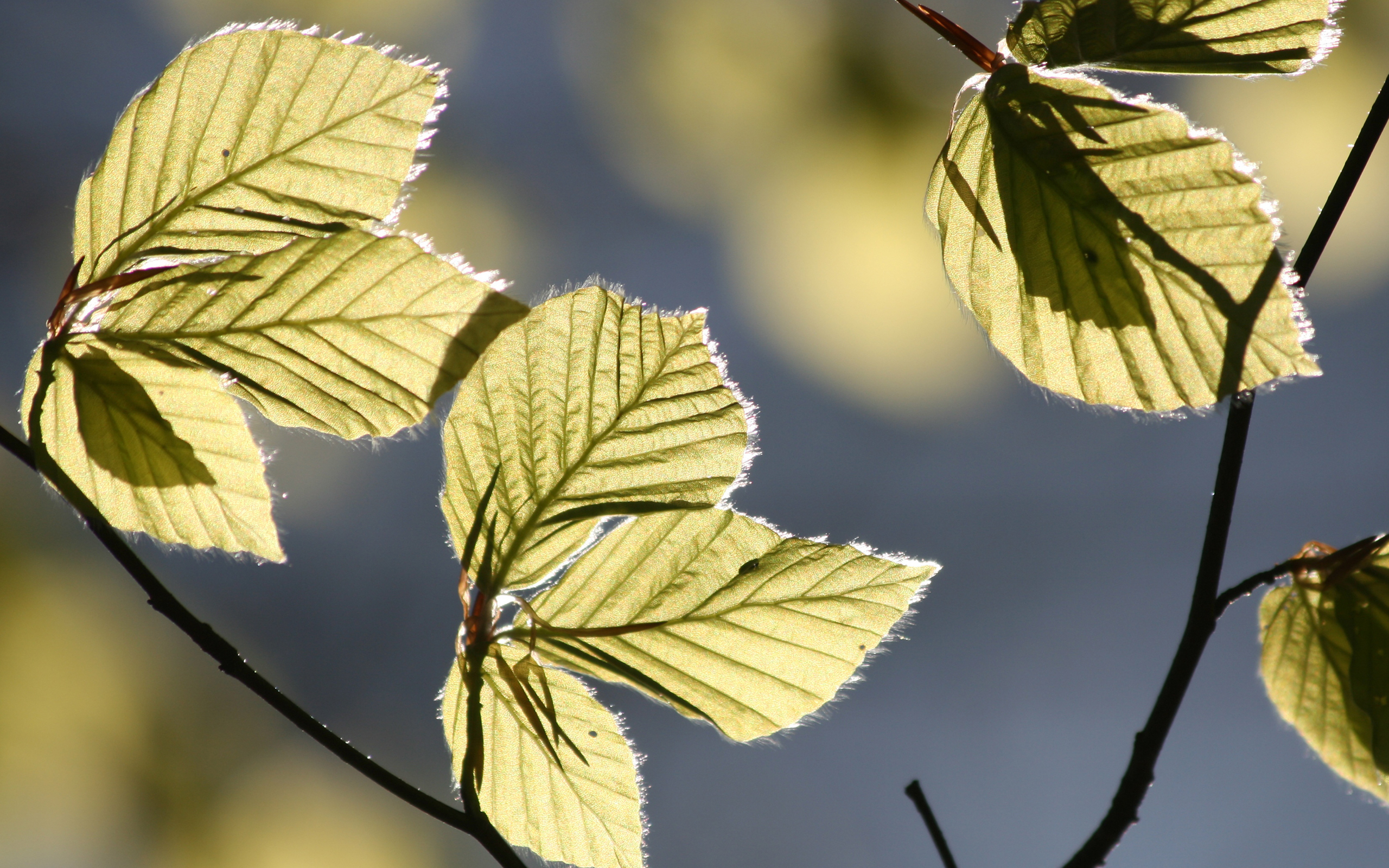 backlit leaves on a branch