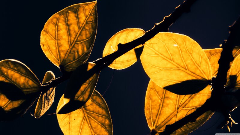 Backlit Leaves on Branch