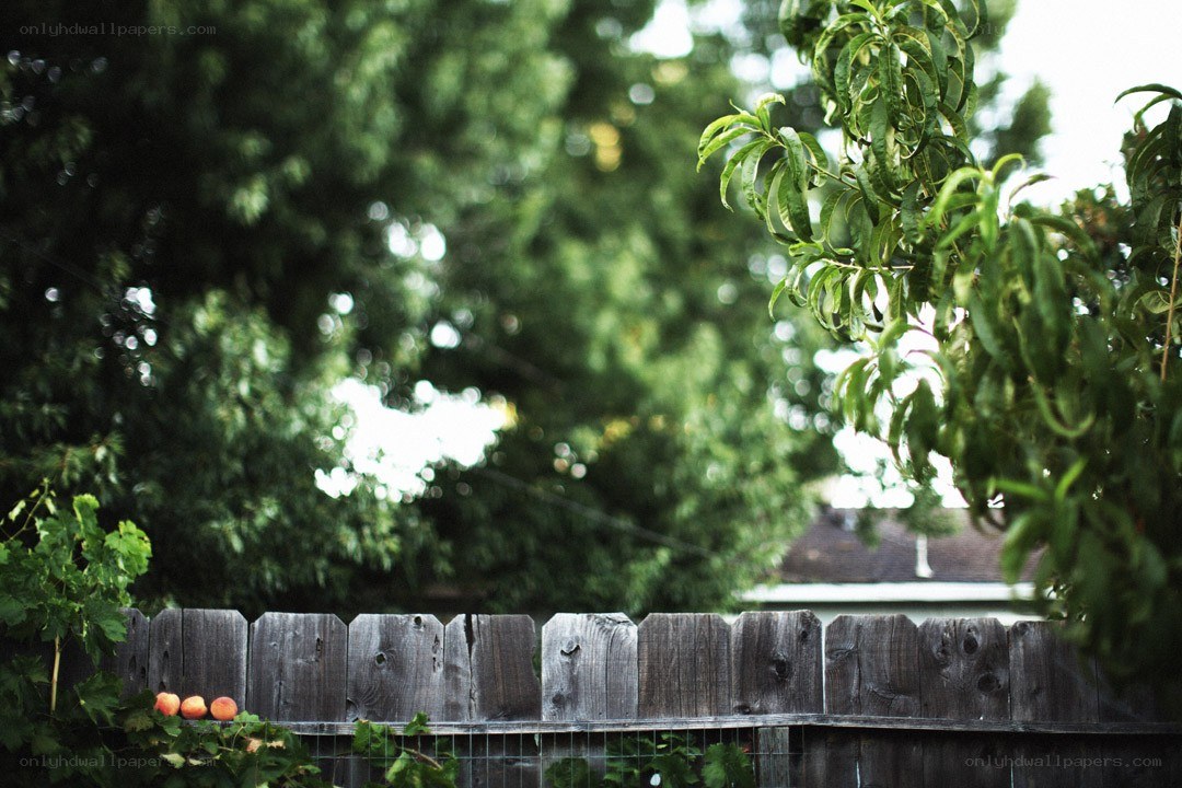 Backyard fence with fruit