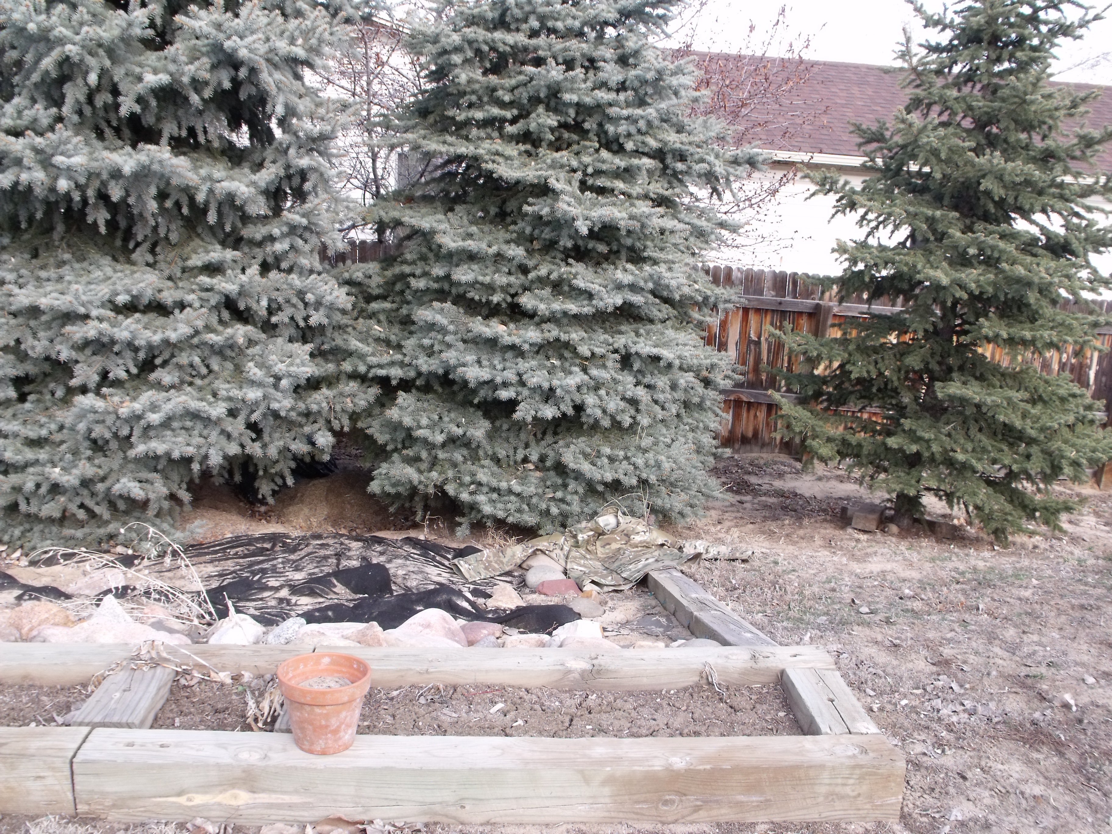 backyard garden area with evergreens