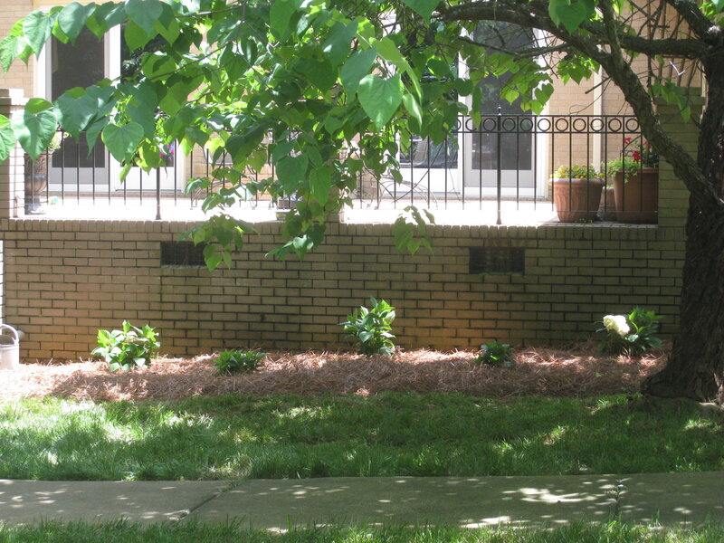 Backyard garden with brick wall