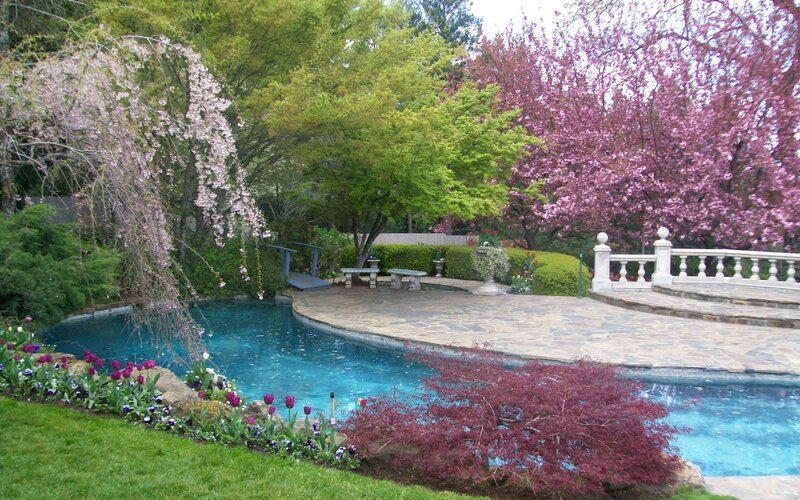 Backyard Pool with Cherry Blossoms