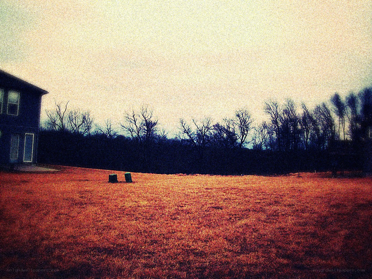 backyard with bare trees