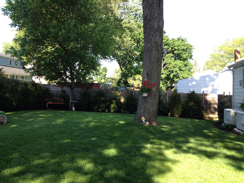 Backyard with Large Tree