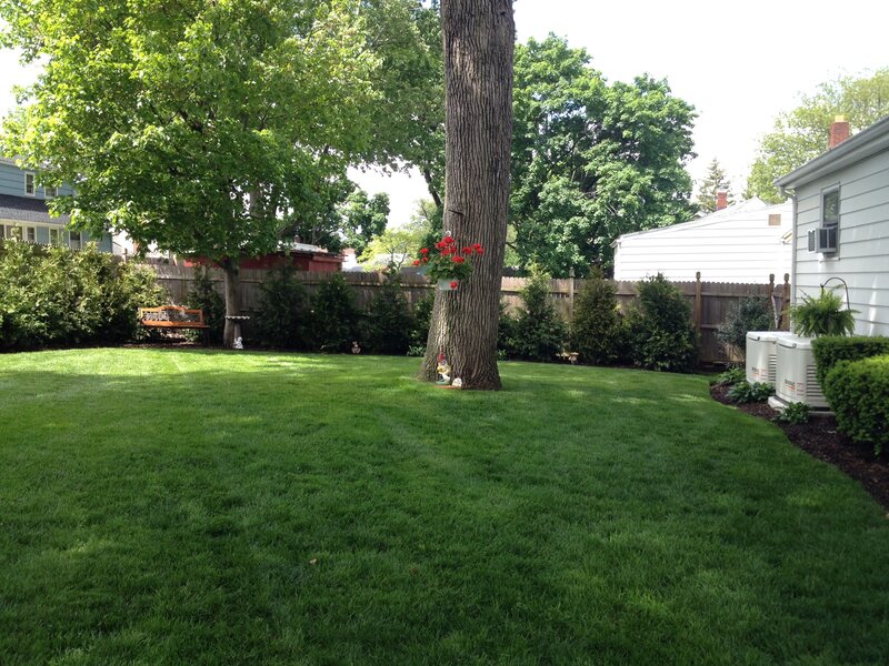 Backyard with Tree