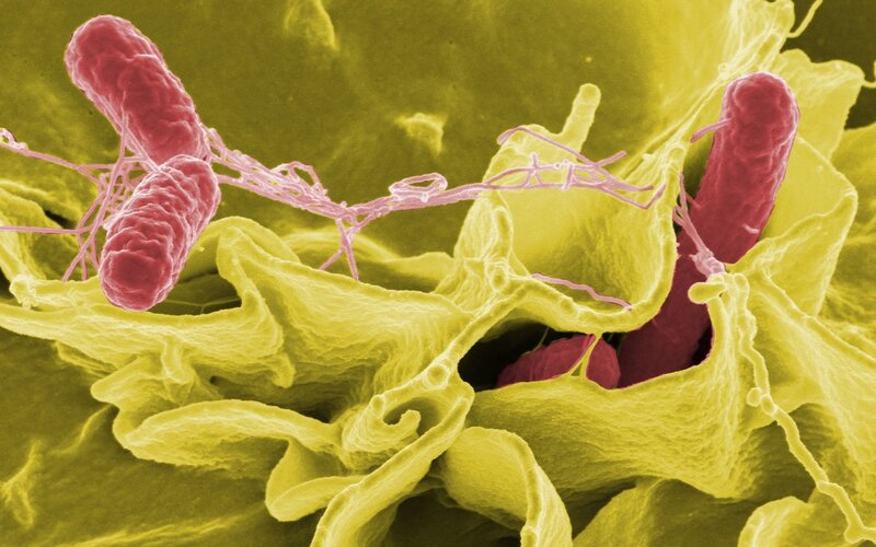 Bacteria on cell surface
