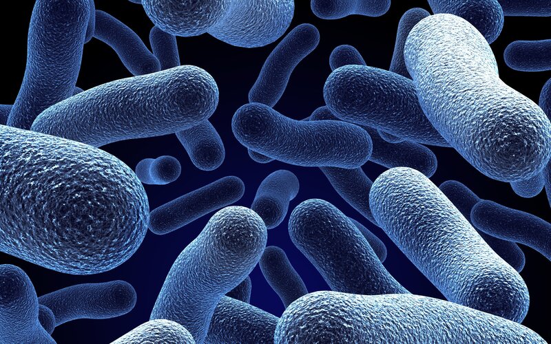 bacteria under microscope