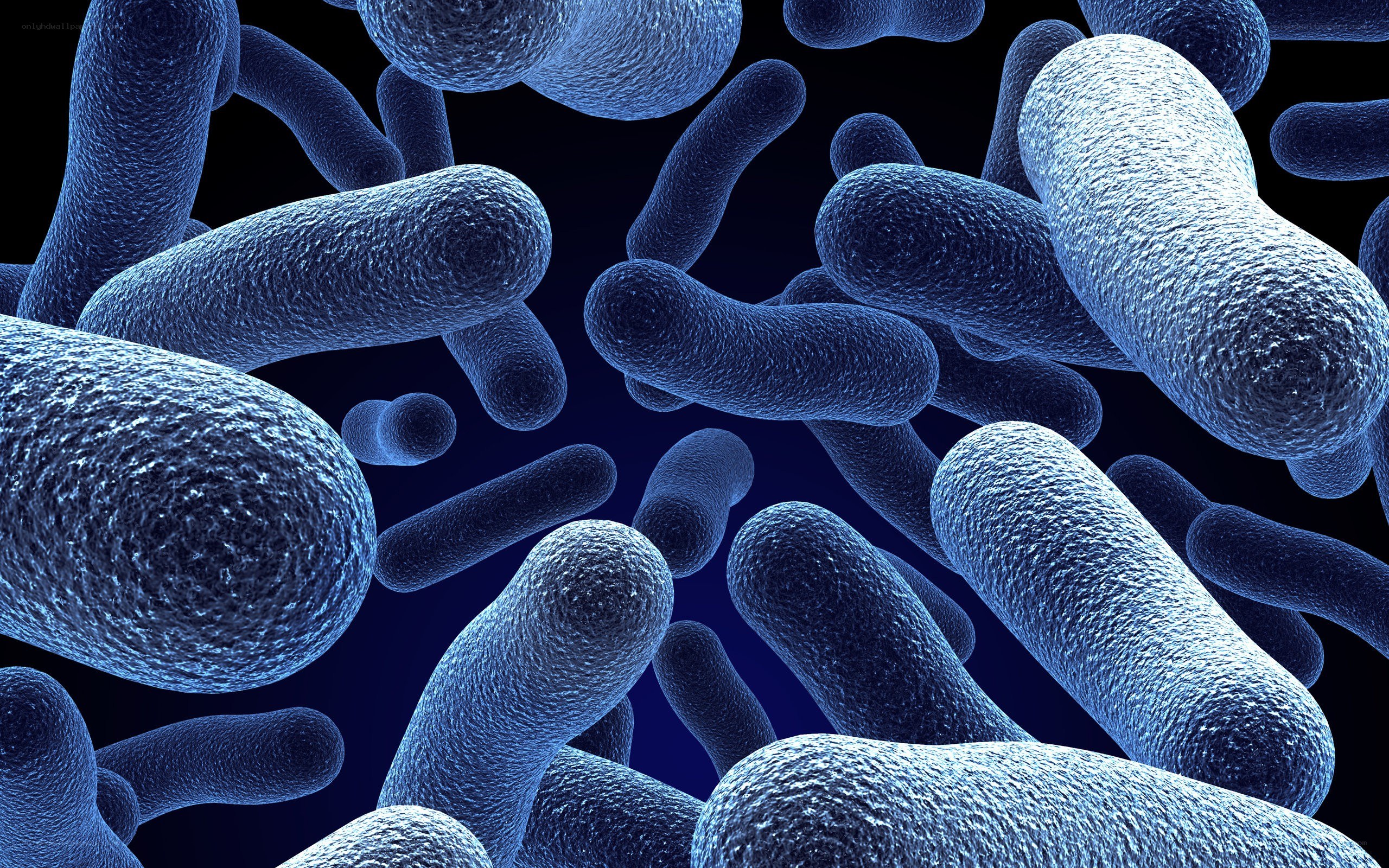 bacteria under microscope