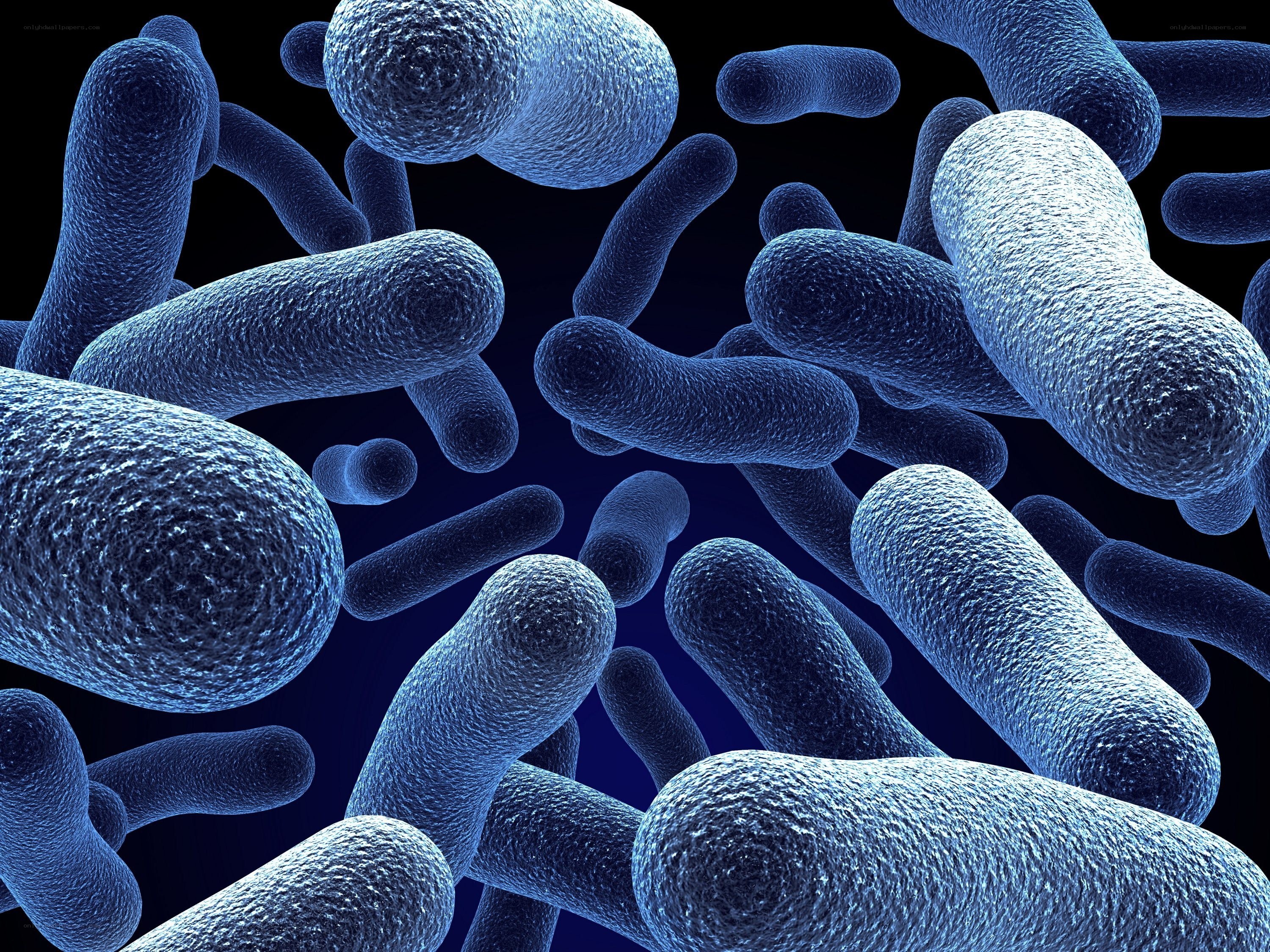 bacteria under microscope