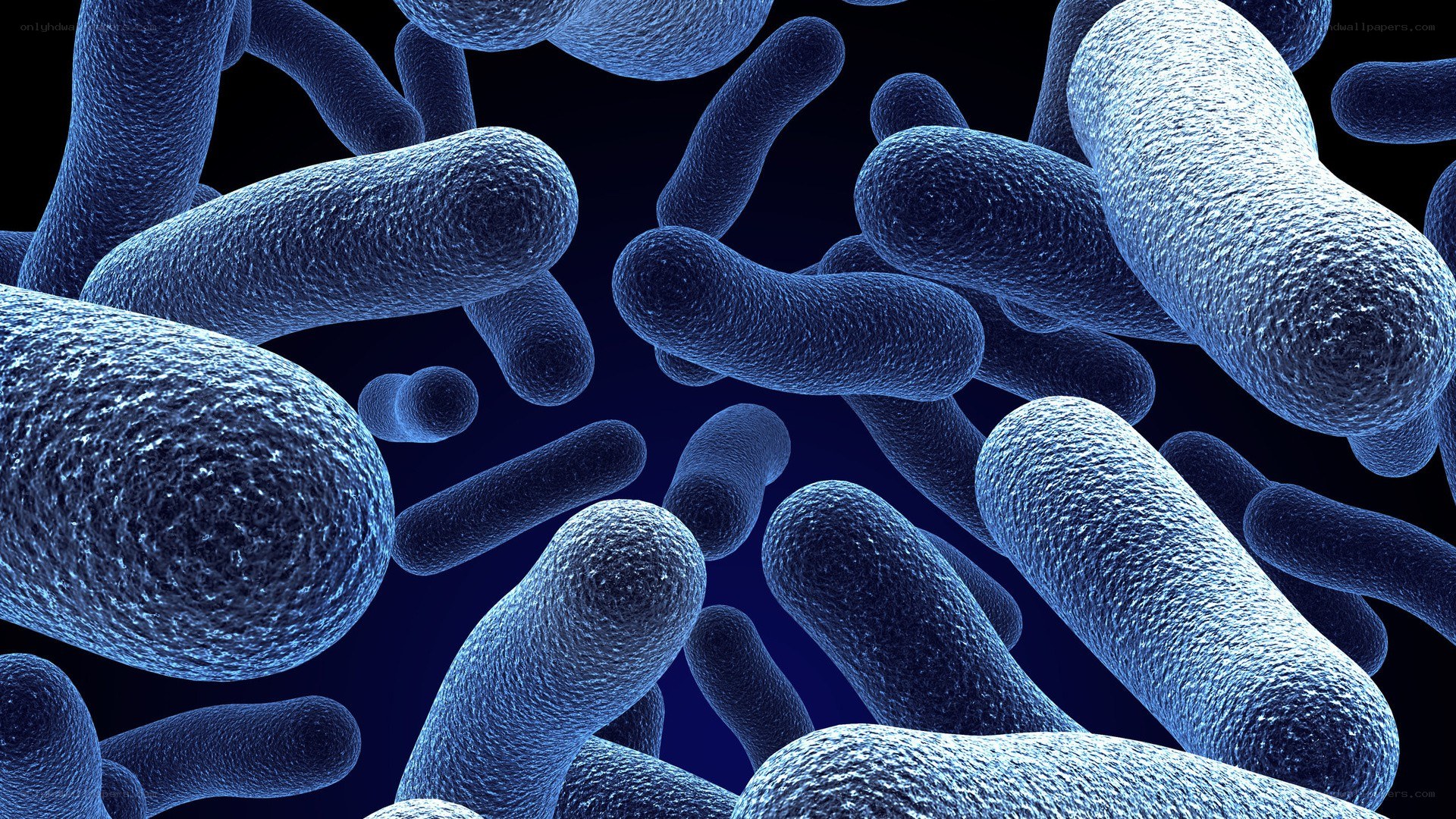 bacteria under microscope