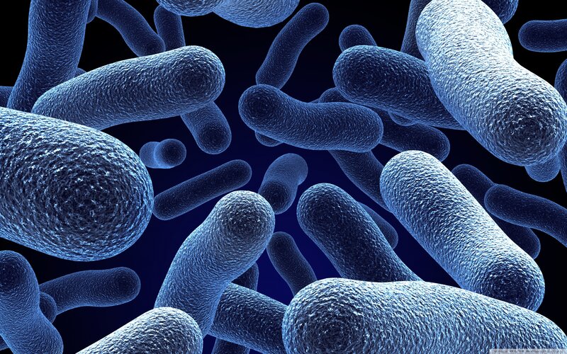 Bacteria under Microscope — Blue, Clinical