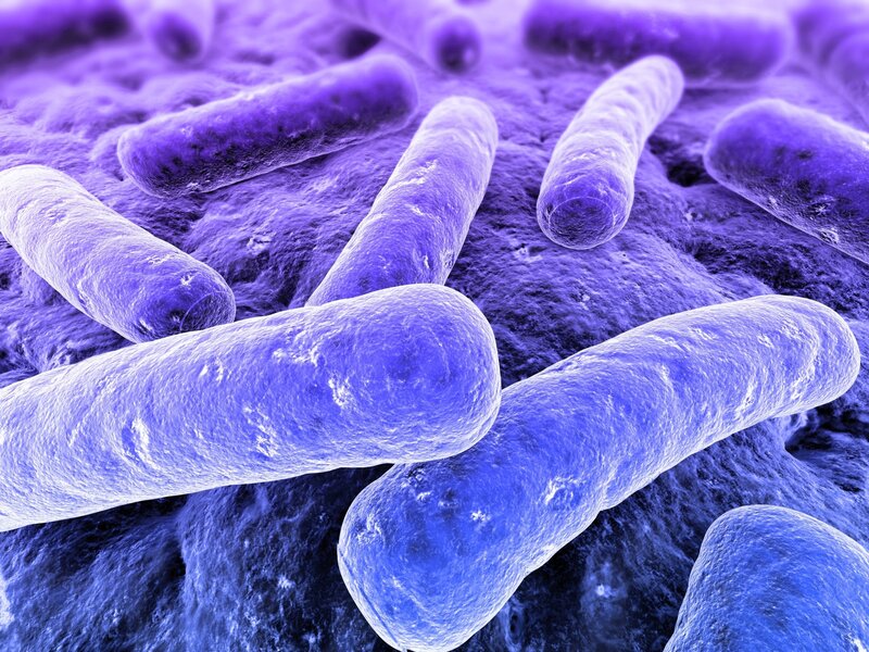 Bacteria under Microscope — Purple