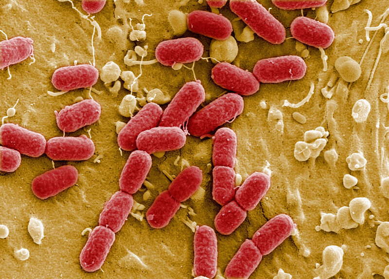 Bacteria under Microscope — Red