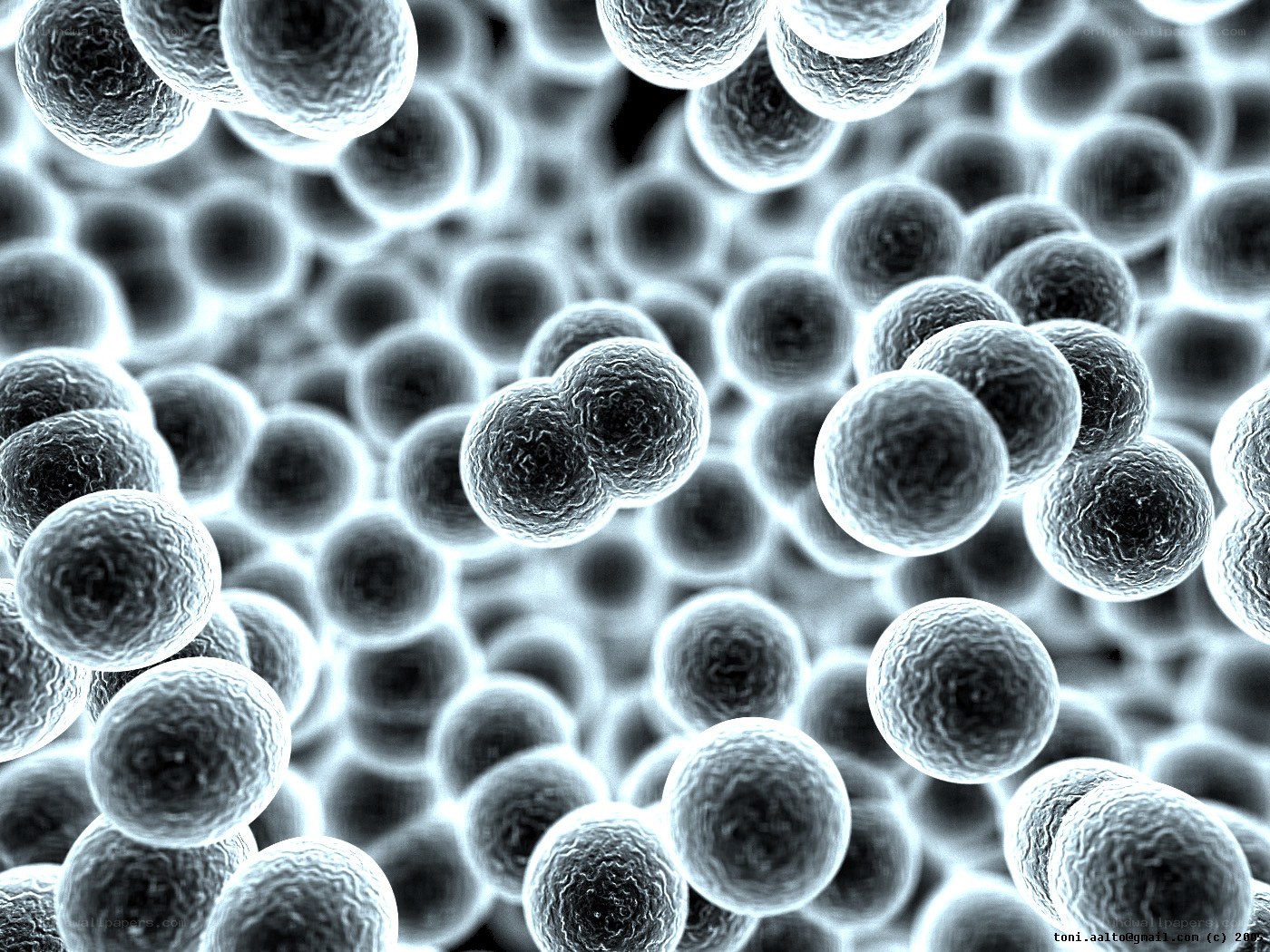bacteria under microscope