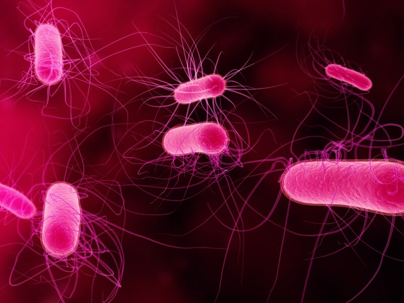 Bacteria with Flagella