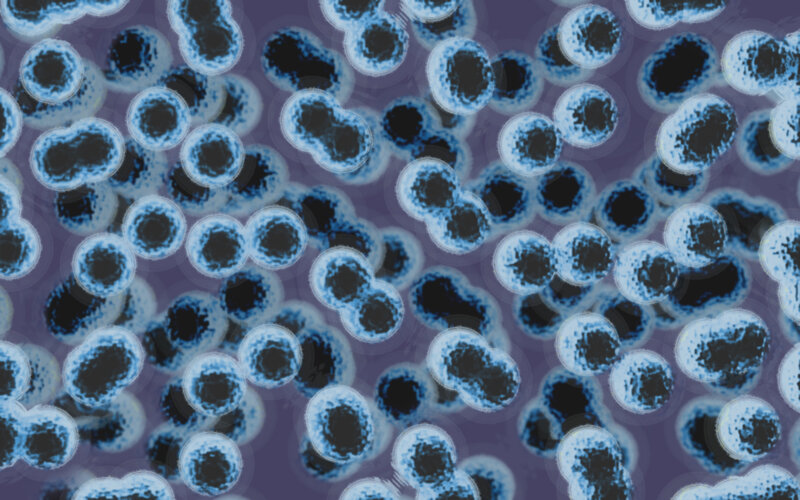 bacterial cells under microscope