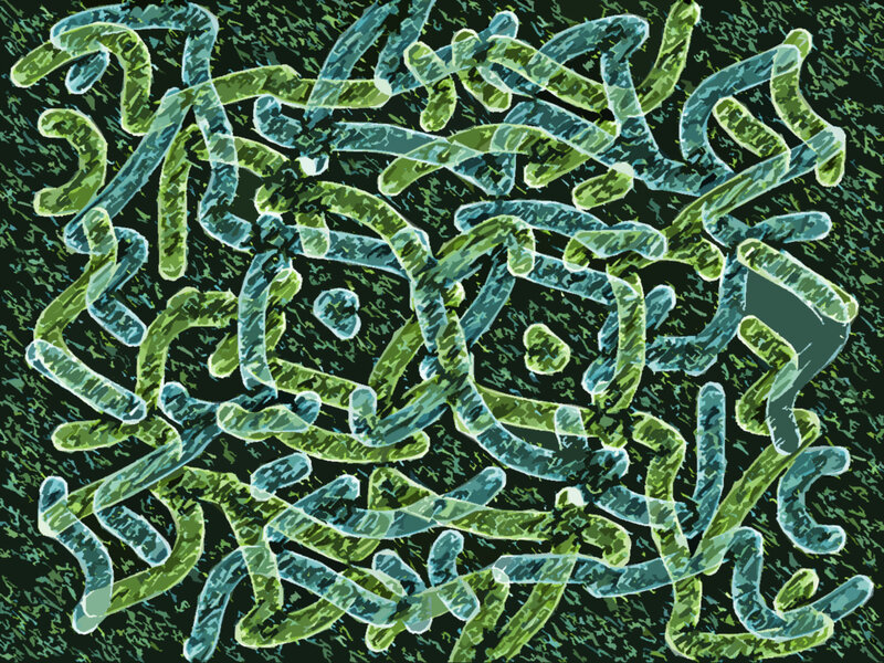 bacterial filaments under microscope