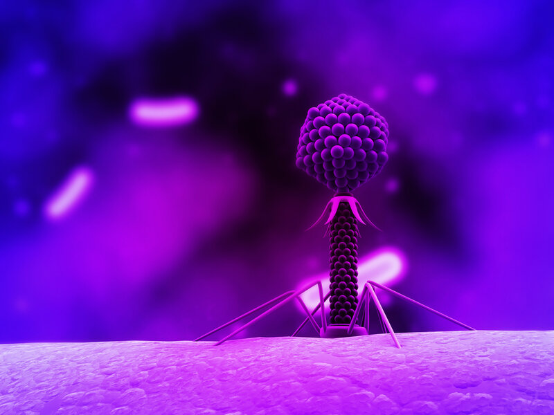 Bacteriophage on cell surface