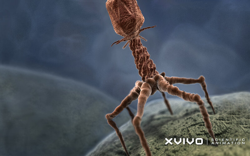Bacteriophage on Surface