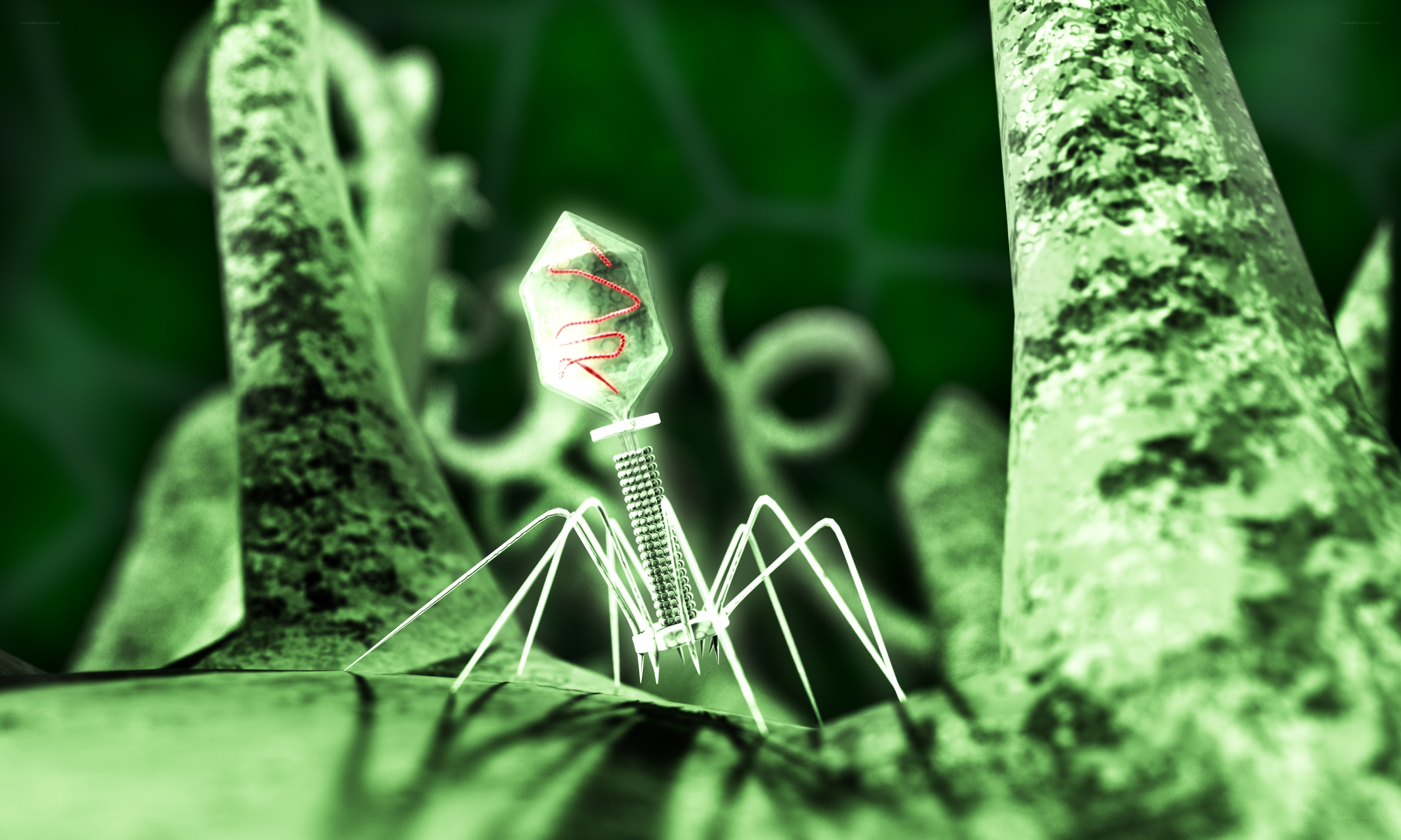 Bacteriophage virus model
