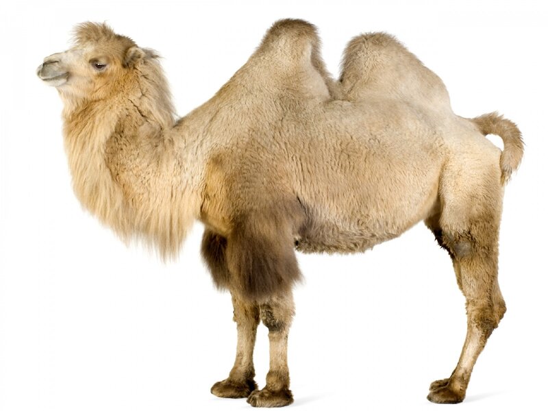 Bactrian Camel — Beige