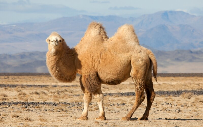 Bactrian Camel in Desert — Brown