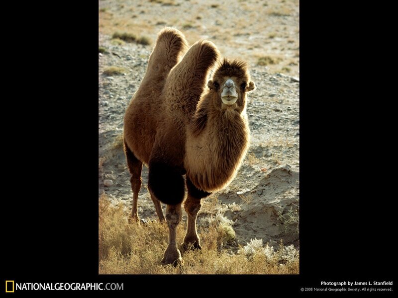 Bactrian camel in desert