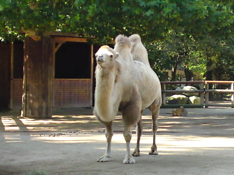 Bactrian Camel Standing