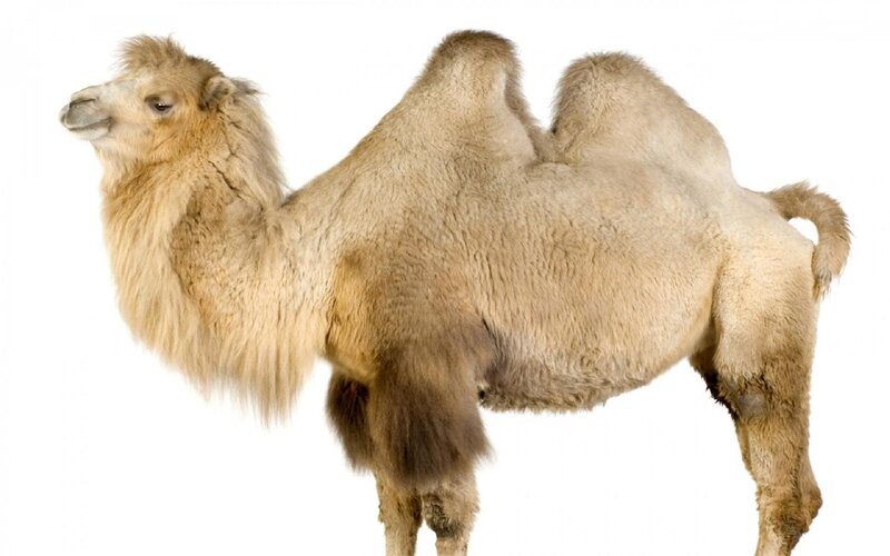 Bactrian Camel