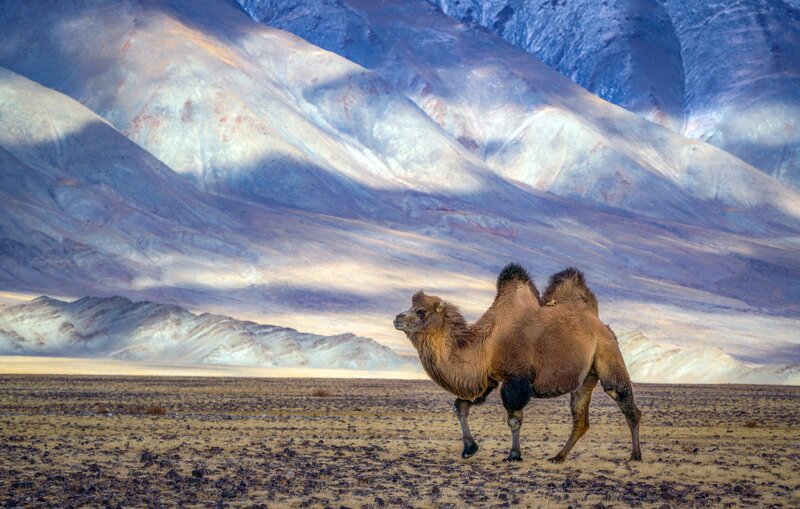 Bactrian Camel Walking