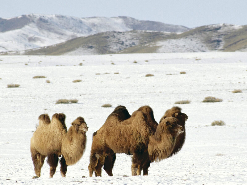 Bactrian Camels in Snow
