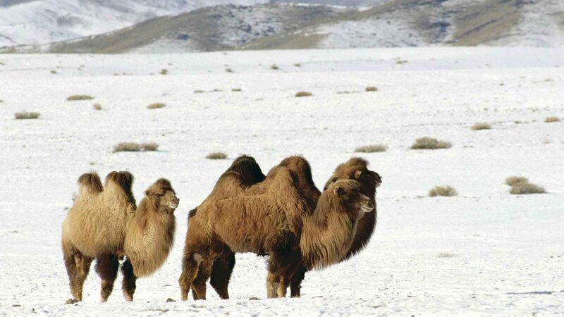 Bactrian camels in snowy landscape