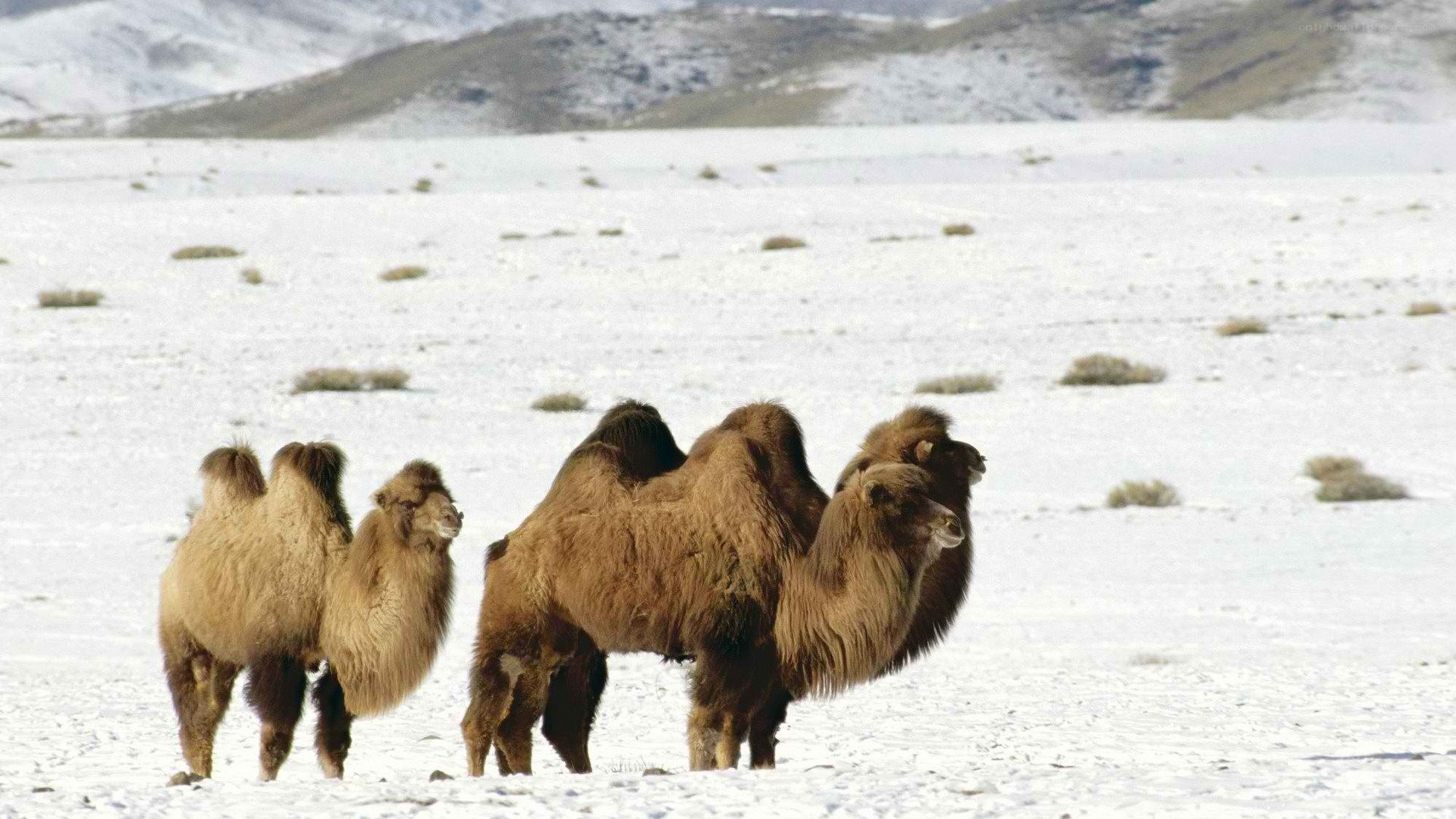 Bactrian camels in snowy landscape