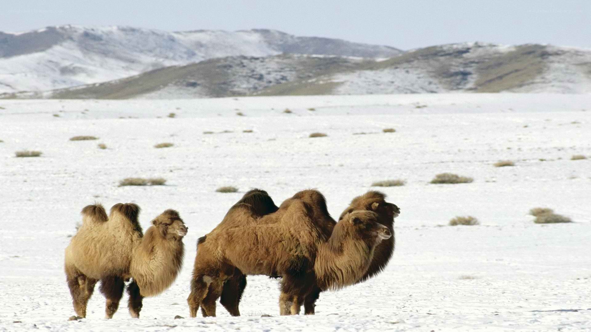 Bactrian camels in snowy landscape