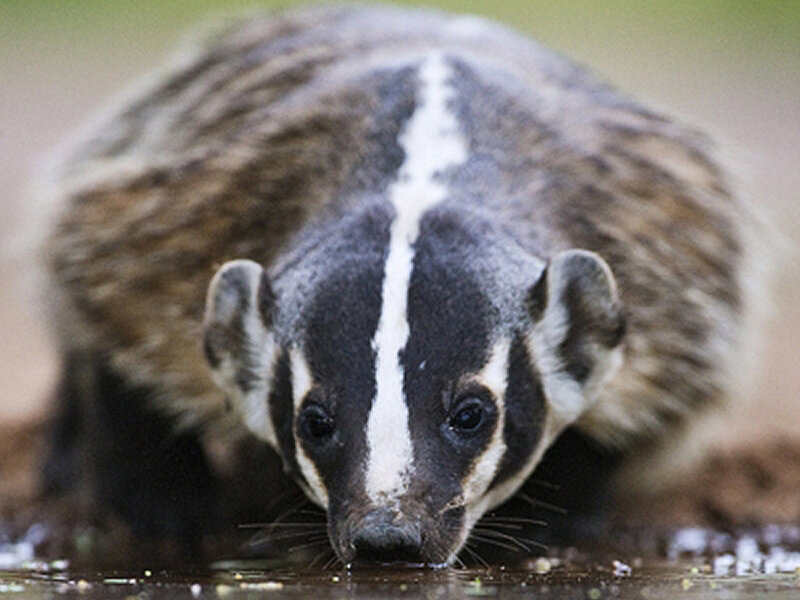 Badger Drinking Water