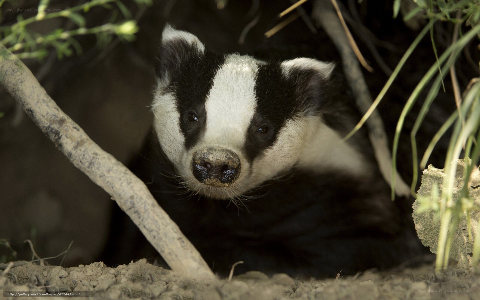 Badger in a burrow