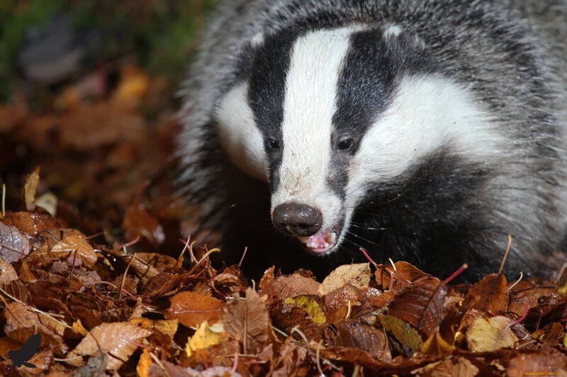 Badger in Autumn Leaves — Brown