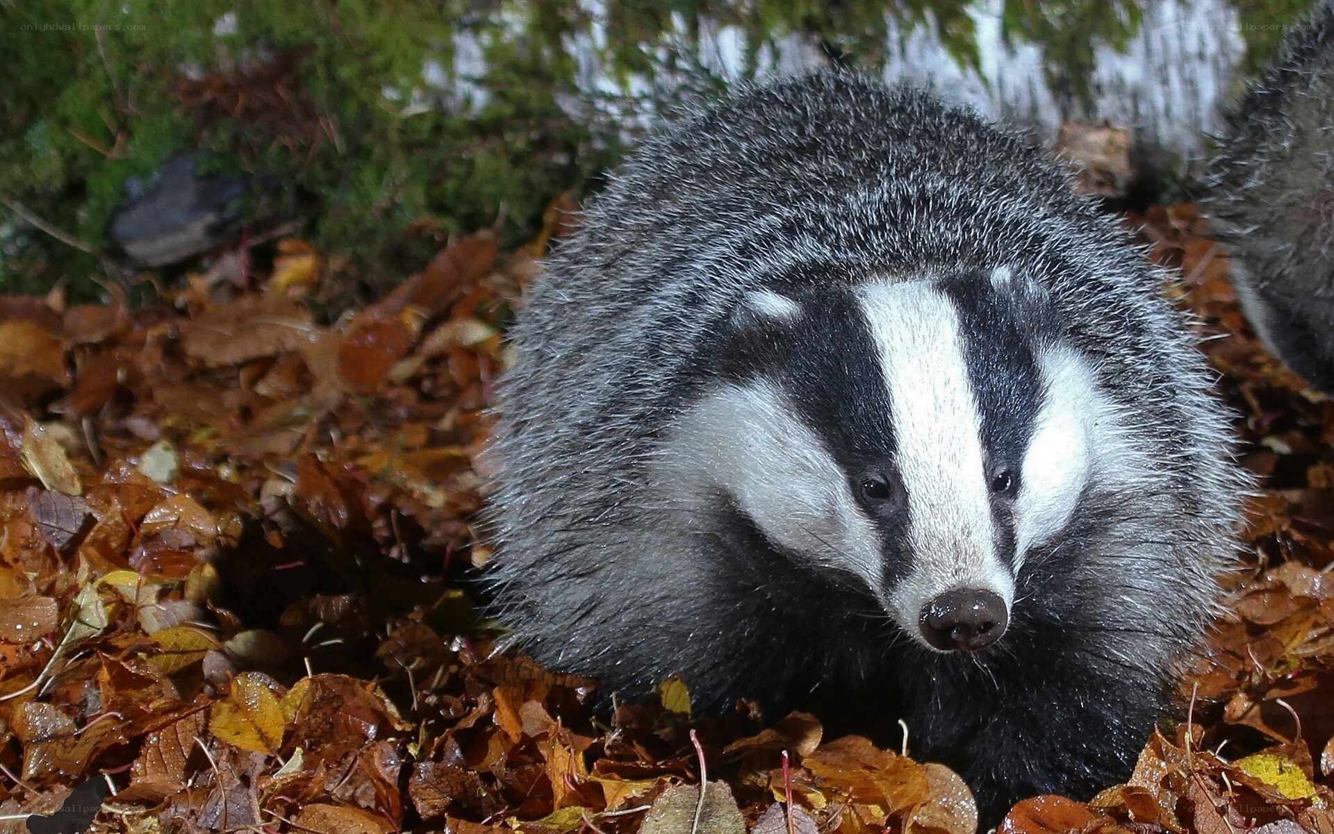 Badger in autumn leaves